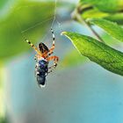 Kreuzspinne auf dem Balkon