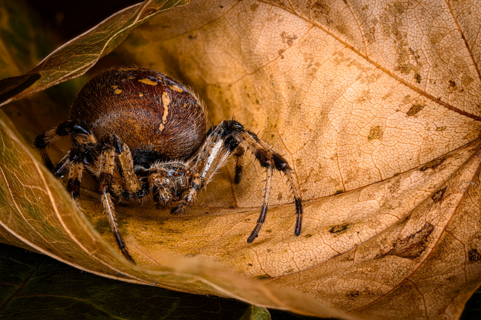 Kreuzspinne auf der Lauer 