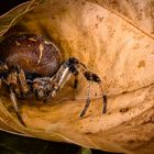 Kreuzspinne auf der Lauer 