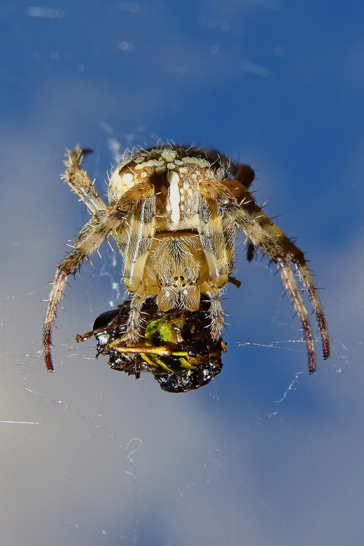 Kreuzspinne auf der Terrasse