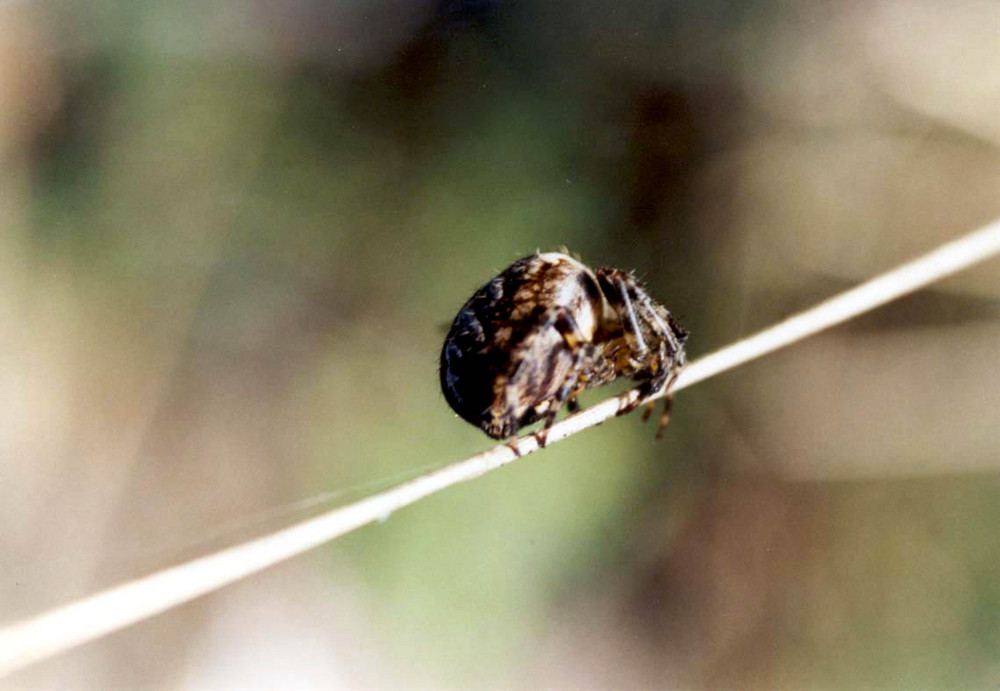 kreuzspinne auf halm