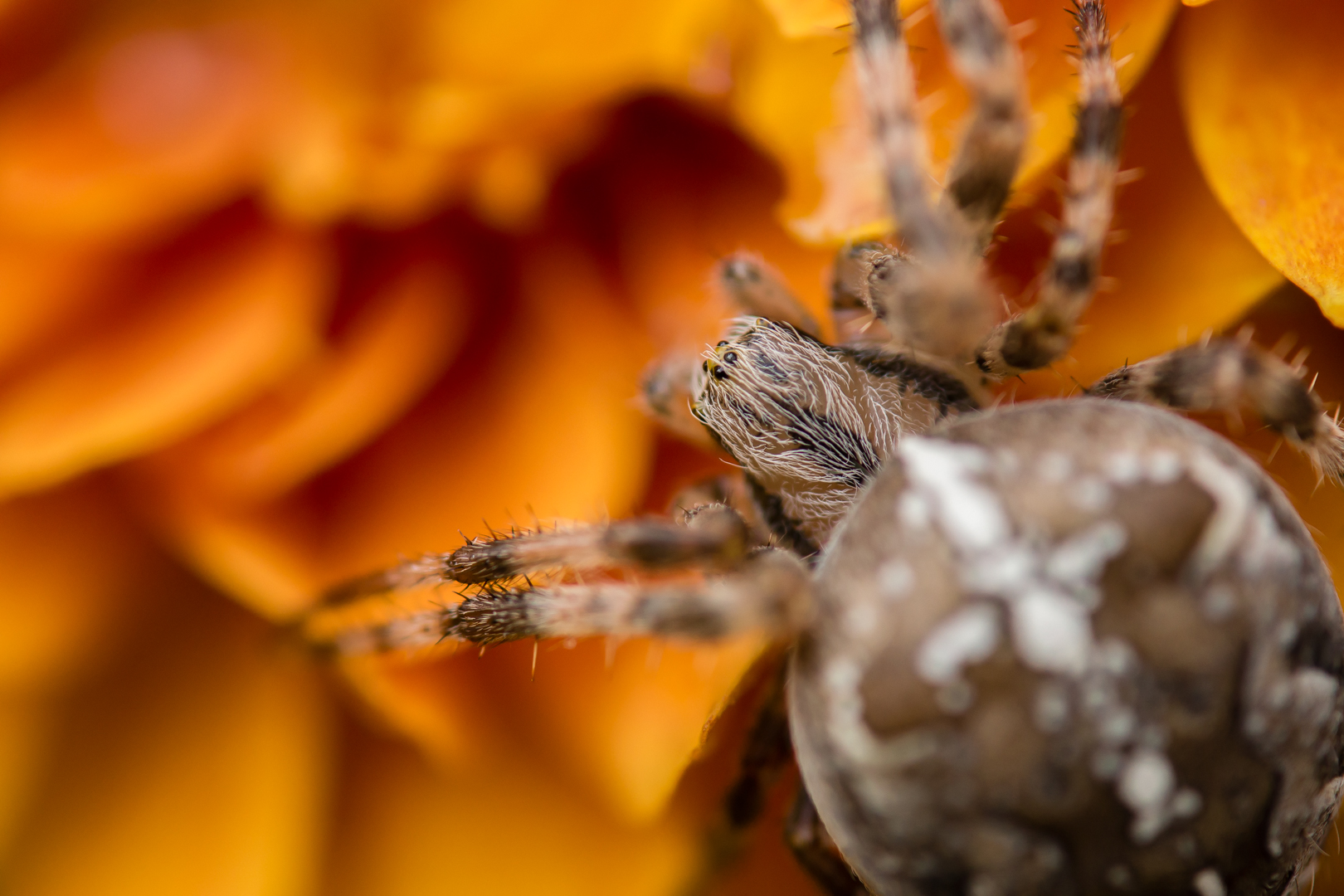 Kreuzspinne auf Herbstblume