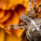 Kreuzspinne auf Herbstblume