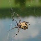 Kreuzspinne aus dem Sommer 2005 an einem Weiher