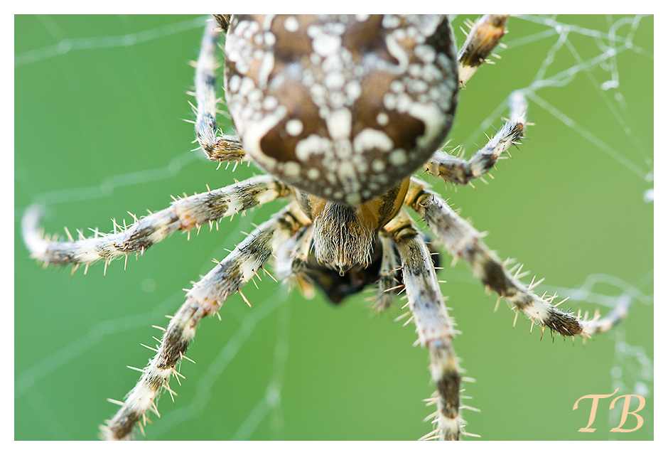 Kreuzspinne behaart im Detail