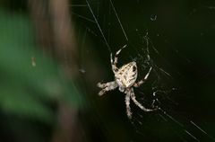 Kreuzspinne bei der Arbeit