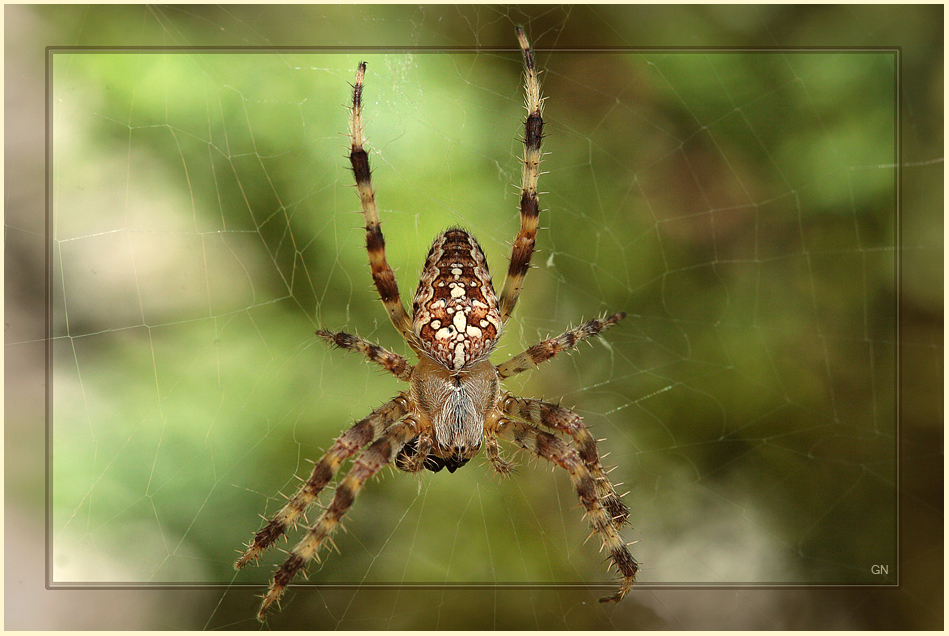 Kreuzspinne   ( bei der Mahlzeit )