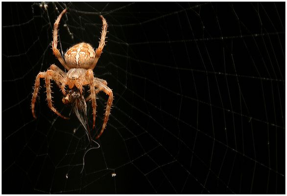 Kreuzspinne bei der Mahlzeit