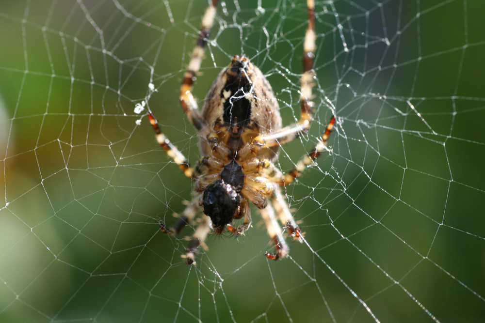 Kreuzspinne bei der Mahlzeit