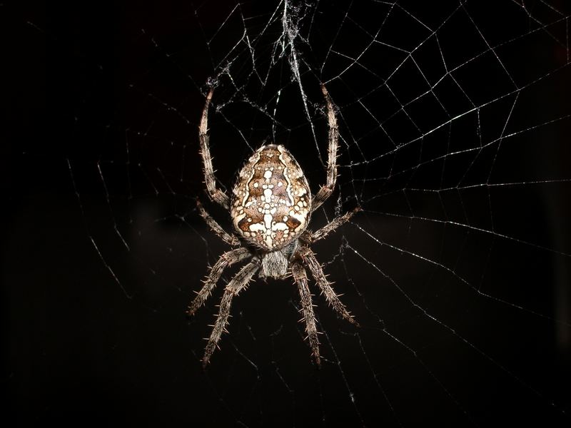 Kreuzspinne bei Nacht