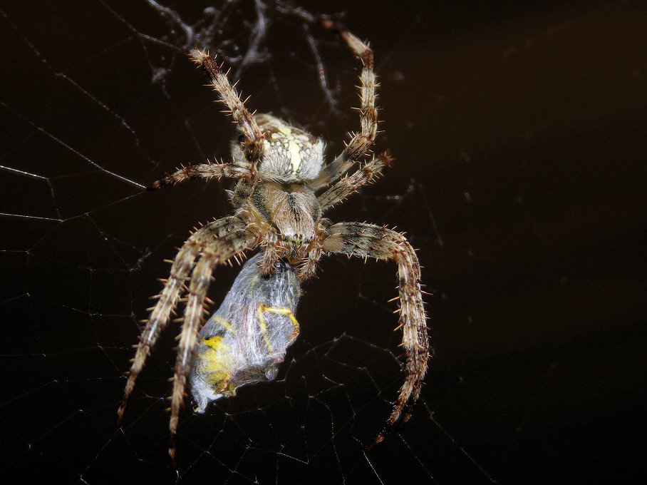 Kreuzspinne beim Biene-Ausnuckeln