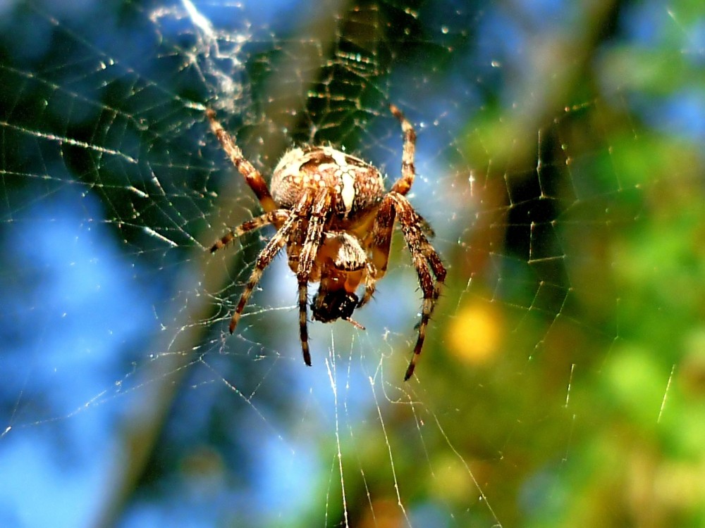 Kreuzspinne beim essen