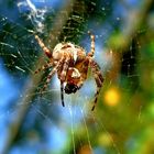 Kreuzspinne beim essen