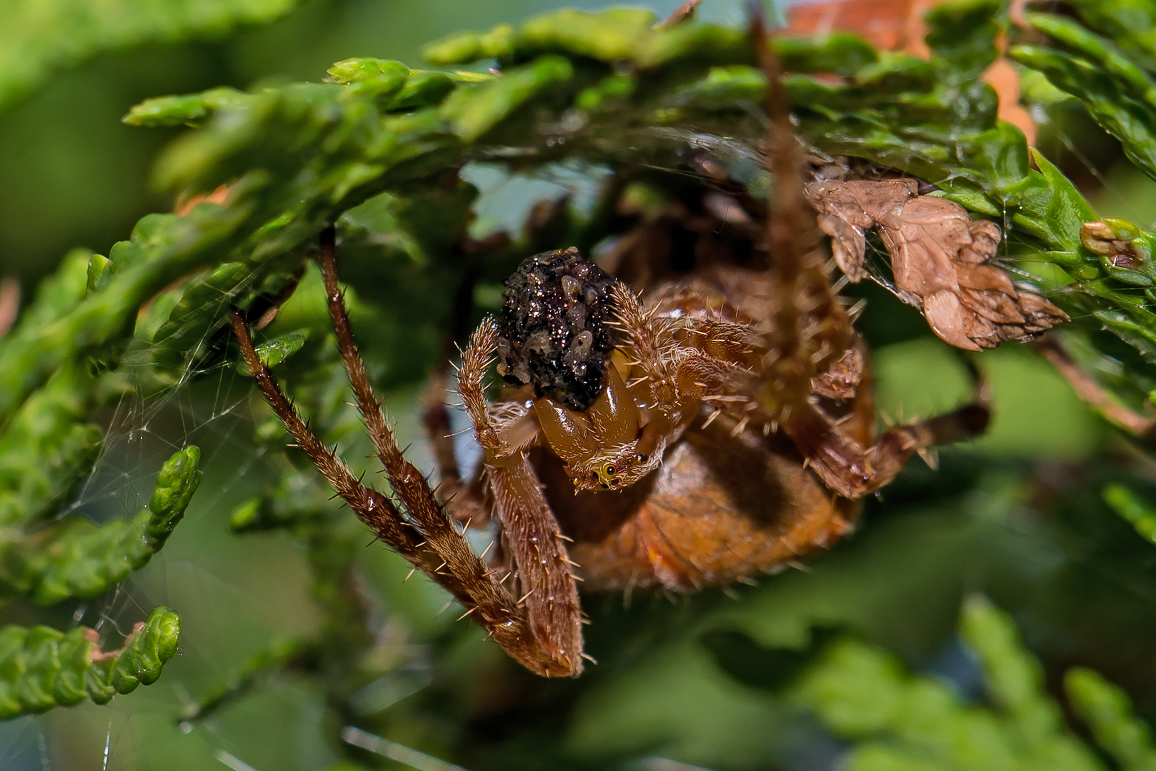 Kreuzspinne beim Essen