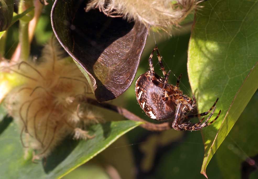 Kreuzspinne beim hangeln