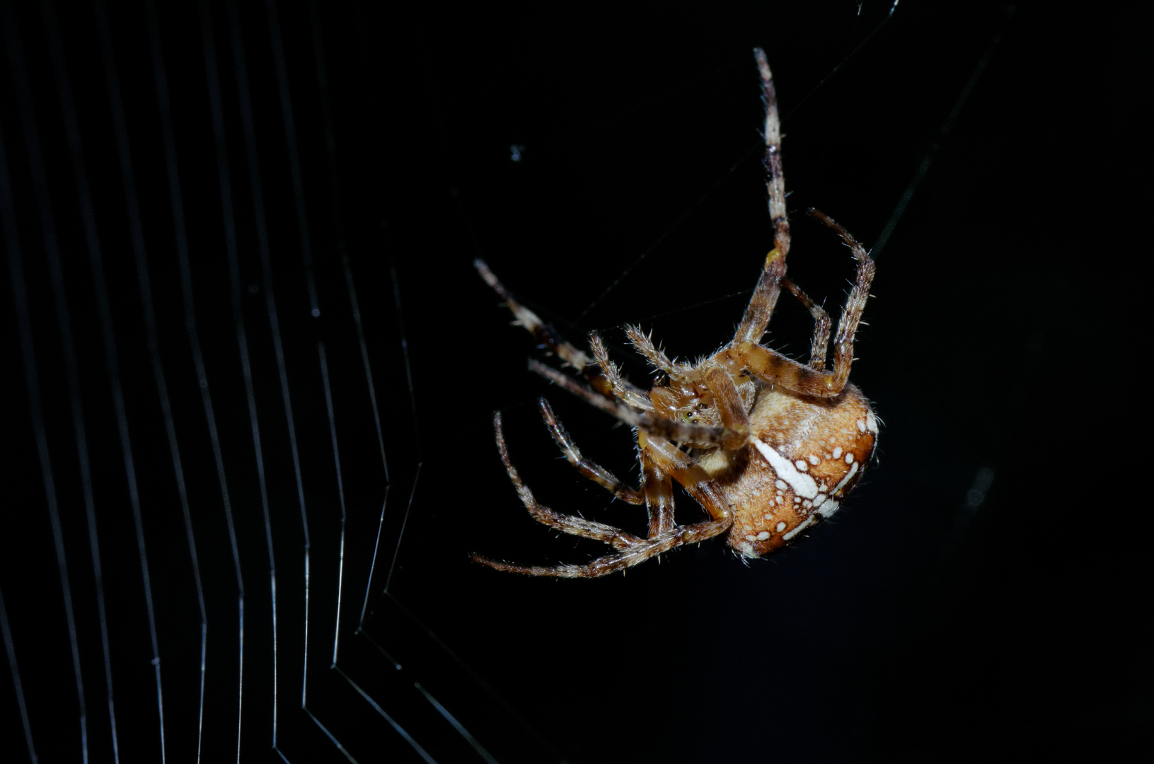 Kreuzspinne beim Netzbau