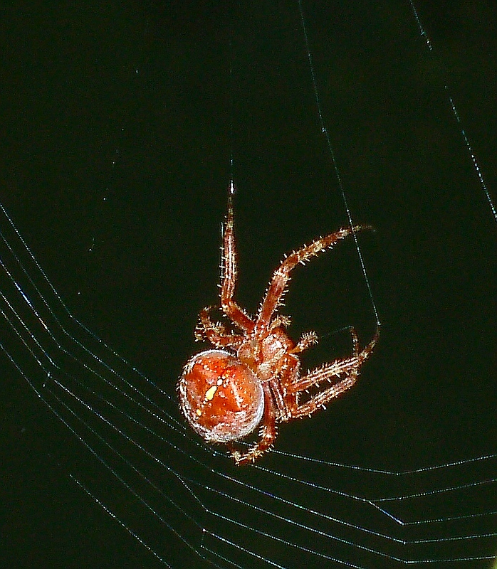 Kreuzspinne beim Netzbau