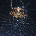 Kreuzspinne beim verpacken