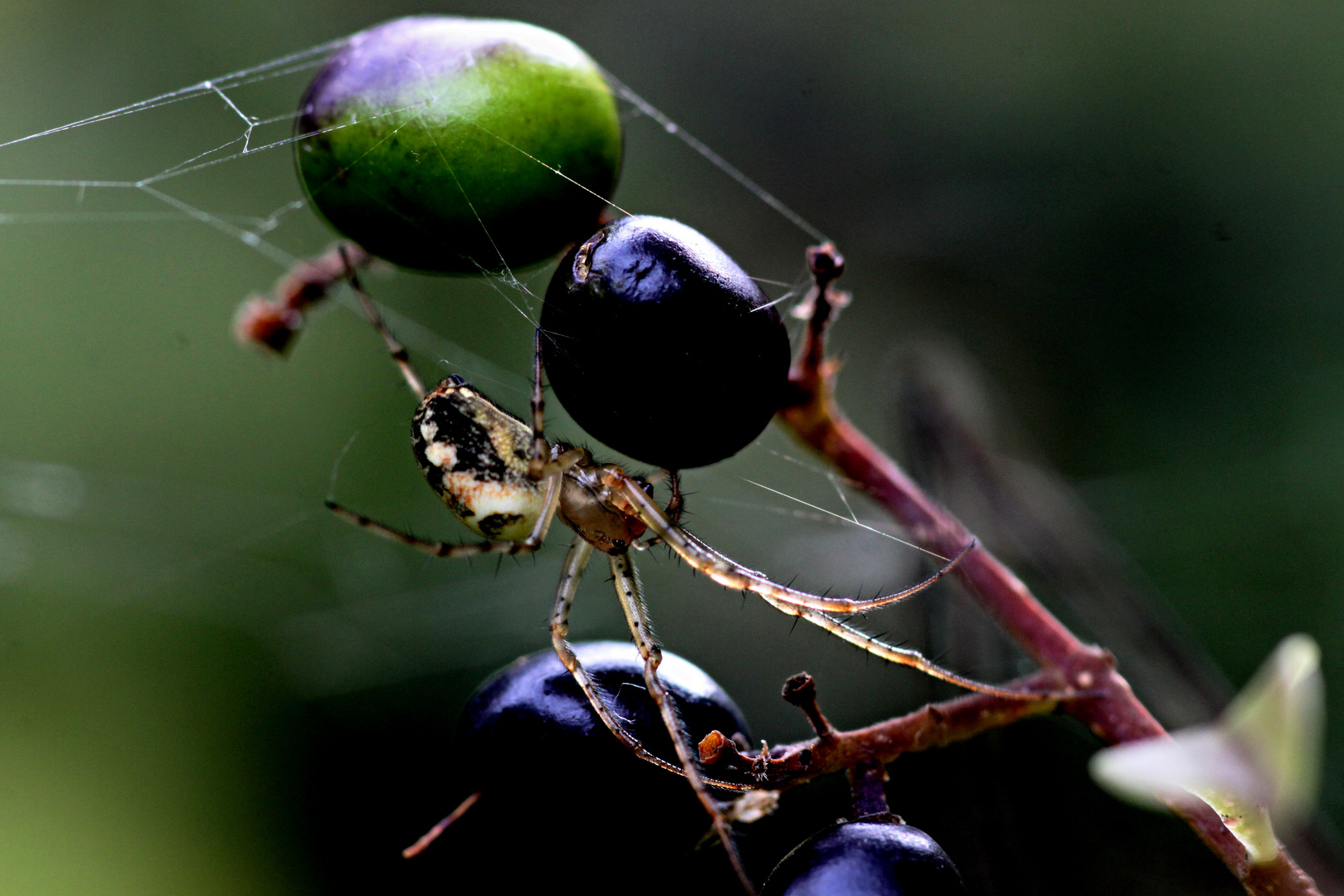 Kreuzspinne( bestimmt Wegetarier)