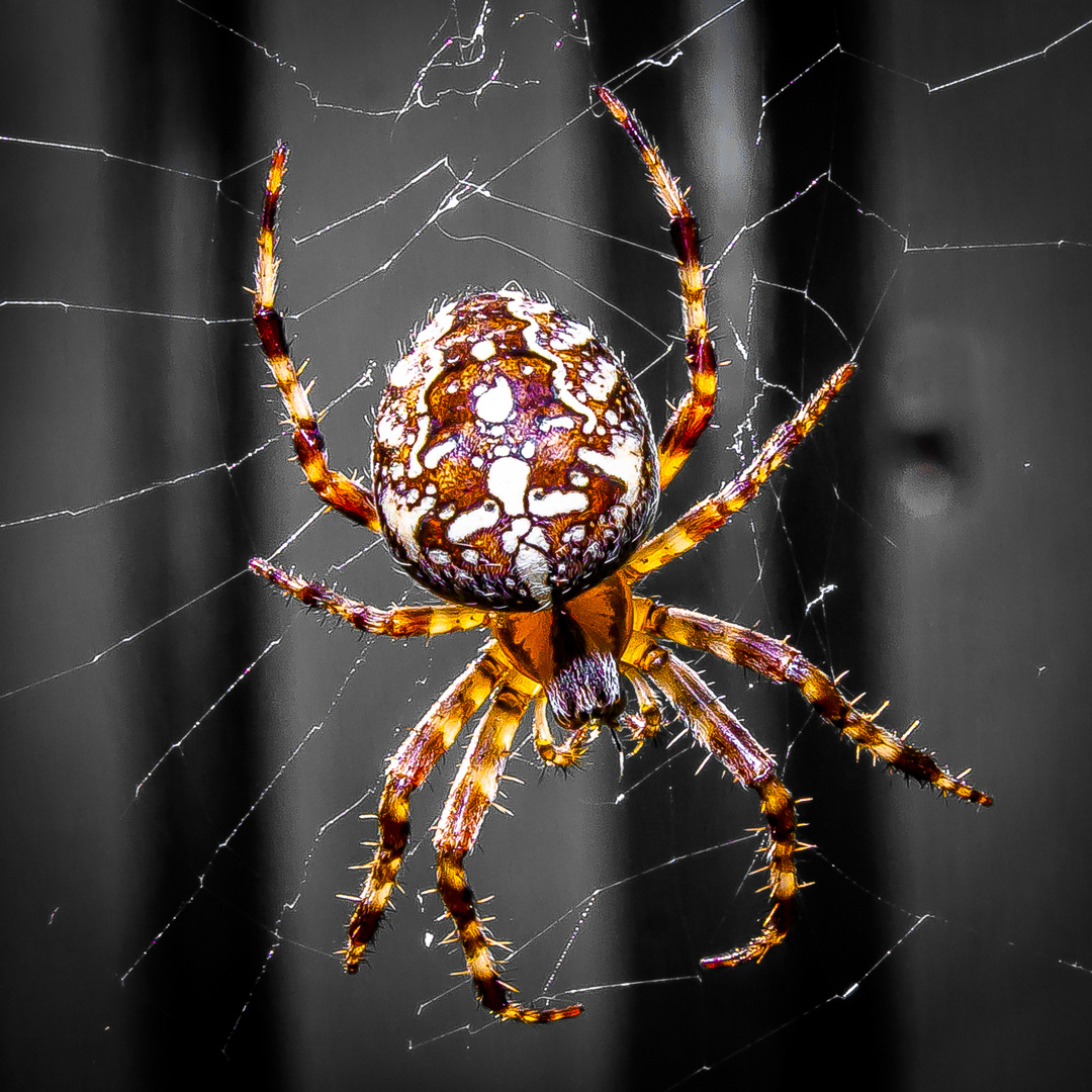 Kreuzspinne Foto & Bild | tiere, wildlife, spinnen Bilder auf fotocommunity