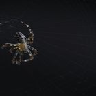 Kreuzspinne