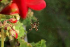 Kreuzspinne für einen Tag