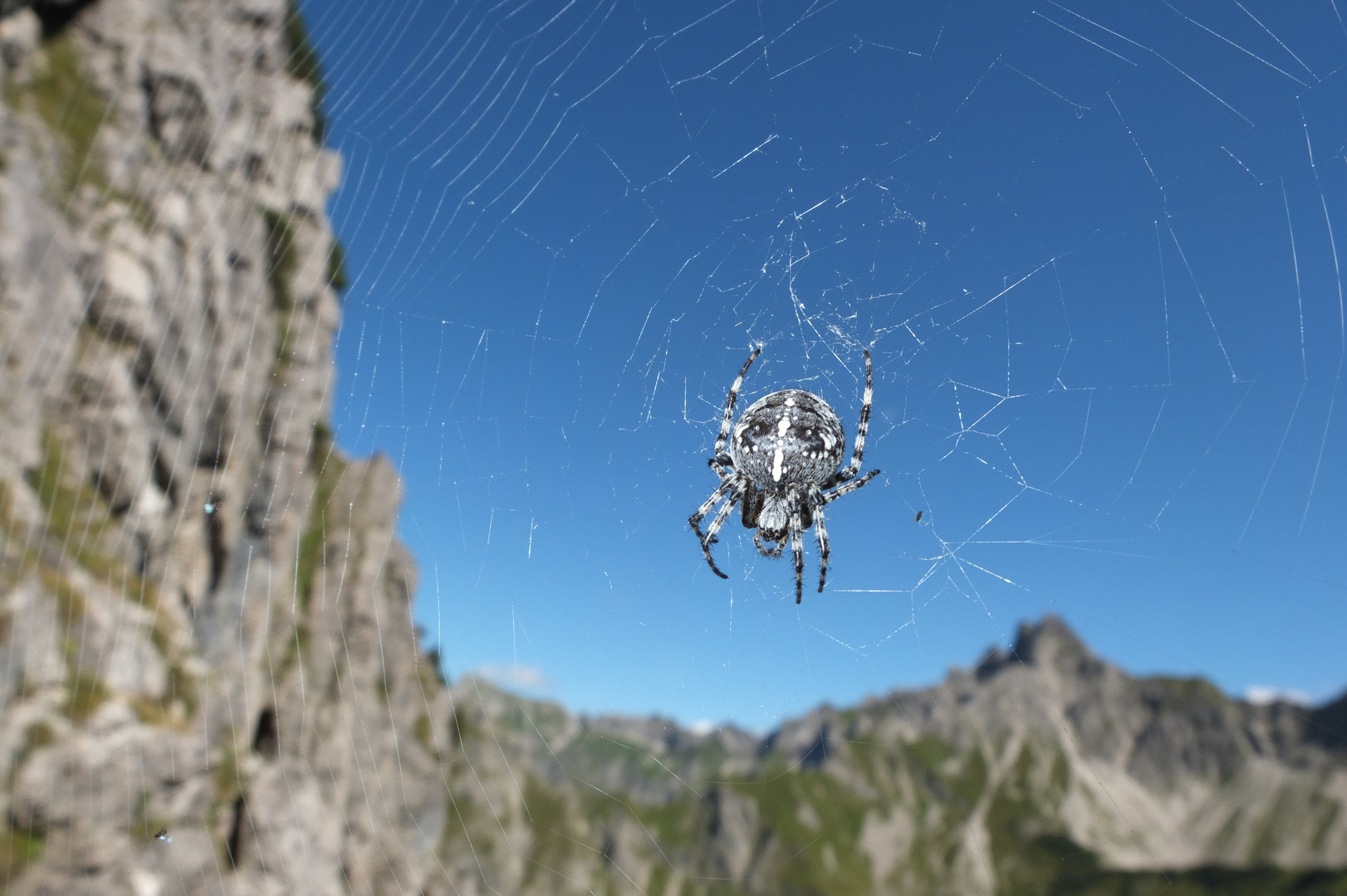 Kreuzspinne genießt den Ausblick auf das Nebelhorn