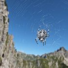 Kreuzspinne genießt den Ausblick auf das Nebelhorn