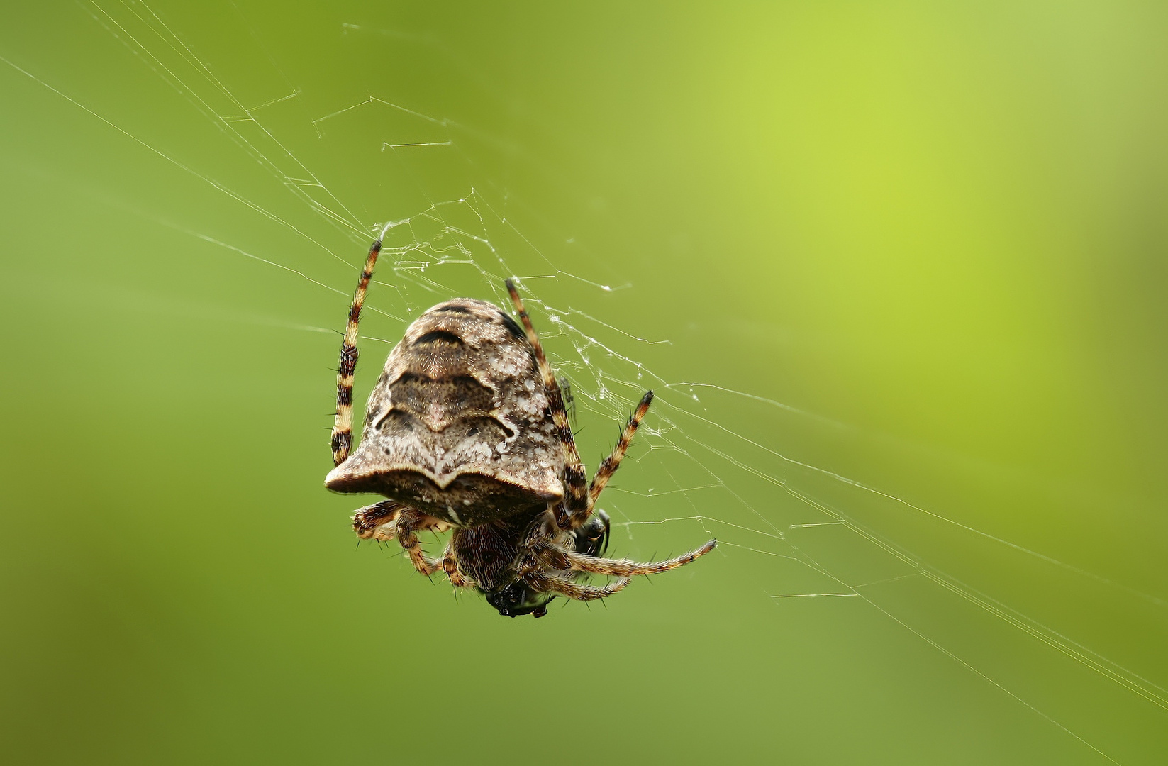 Kreuzspinne (Gibbaranea-bituberculata)