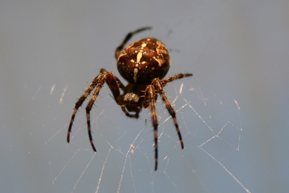 Kreuzspinne im Abendlicht