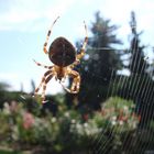 Kreuzspinne im Altweibersommer