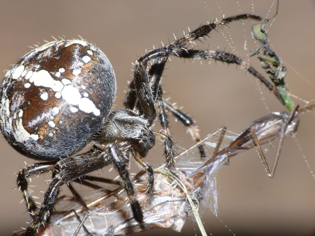 Kreuzspinne im Angriff