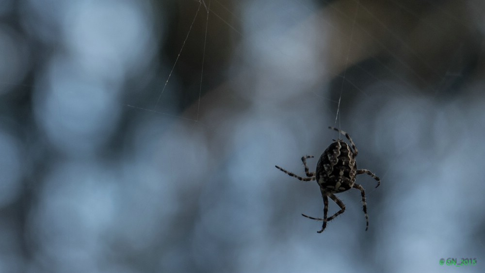 Kreuzspinne im Briesetal