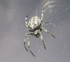 Kreuzspinne im Fenster