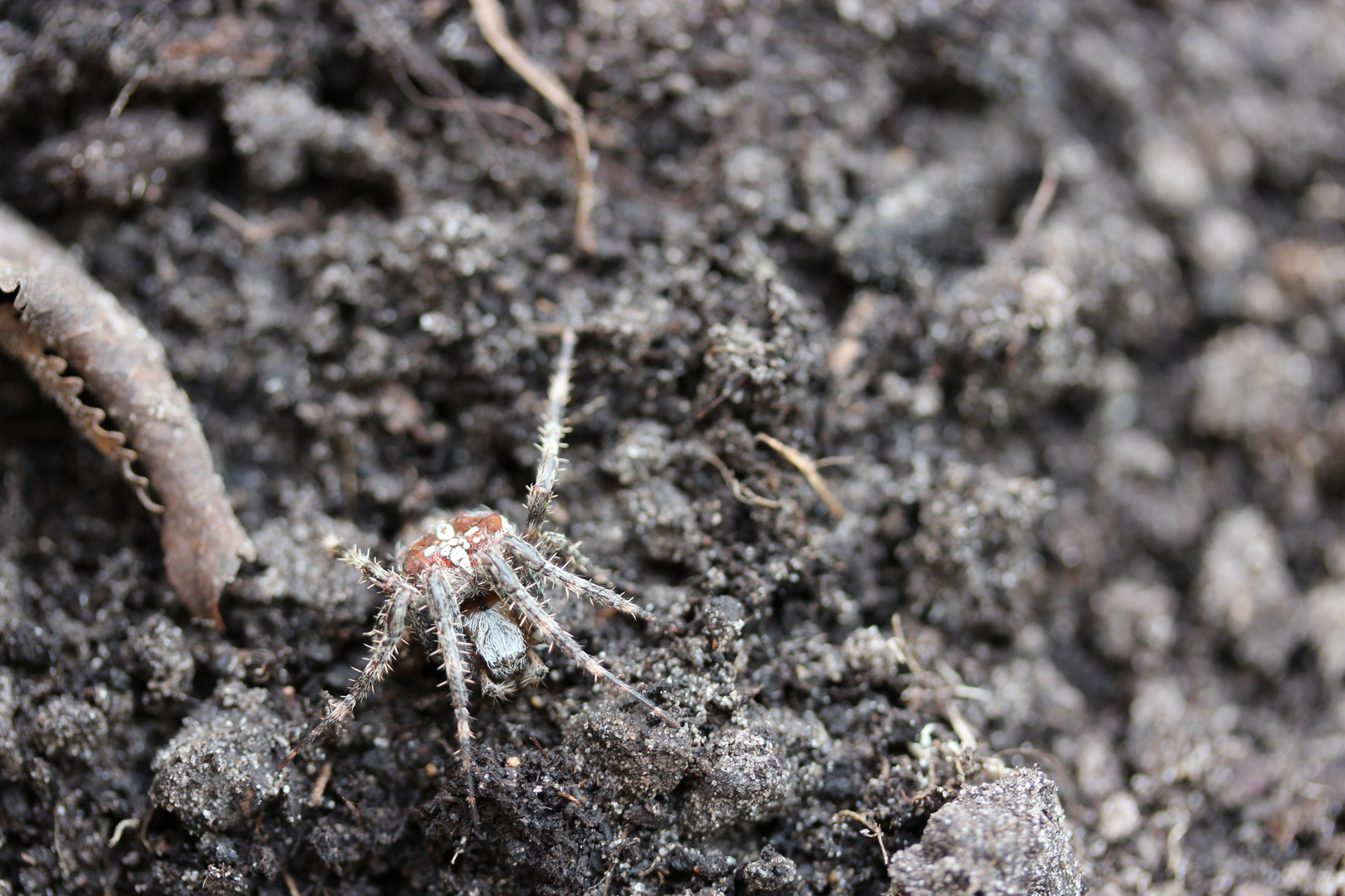 Kreuzspinne im Garten