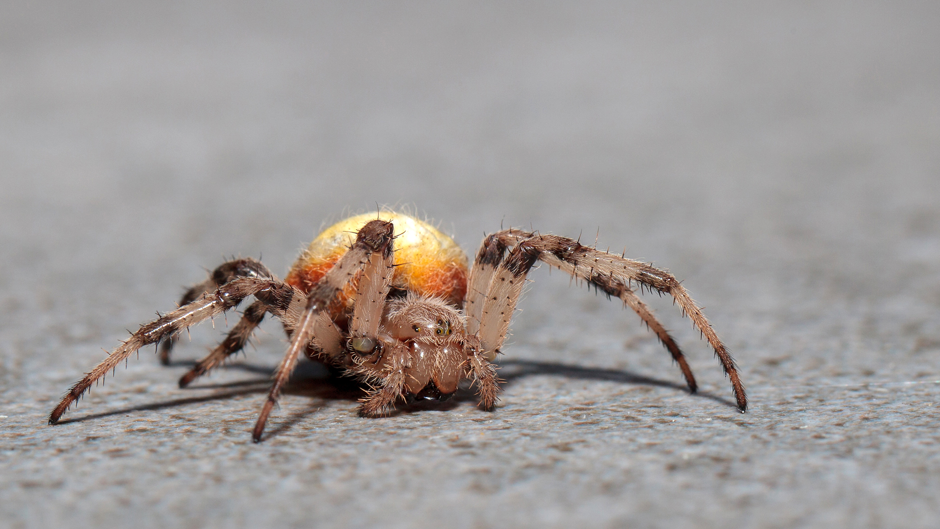 Kreuzspinne im Garten