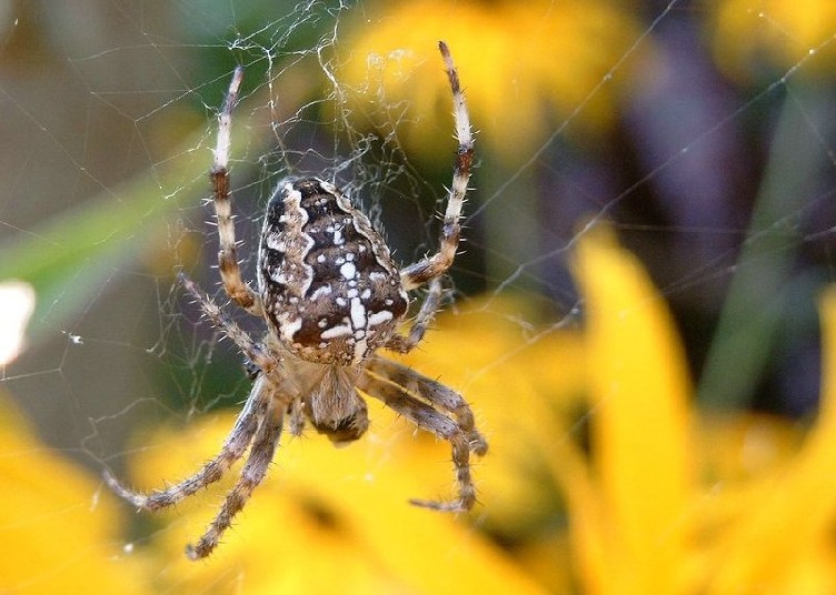 Kreuzspinne im Garten