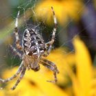 Kreuzspinne im Garten