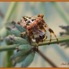 Kreuzspinne im Garten