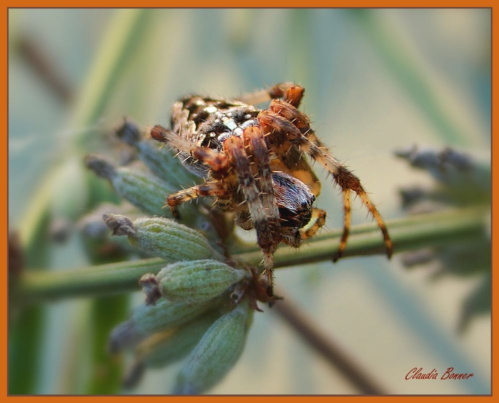 Kreuzspinne im Garten