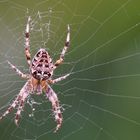 Kreuzspinne im Garten