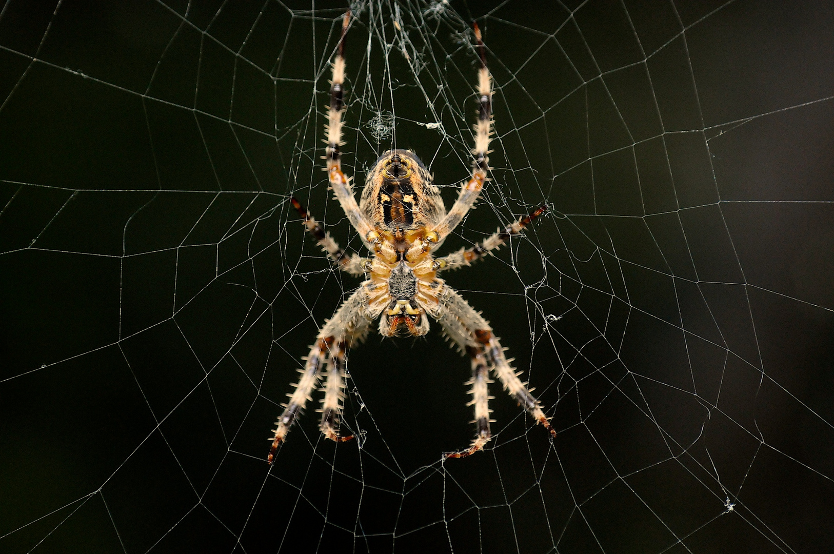 Kreuzspinne im Garten Foto & Bild tiere, wildlife, spinnen Bilder auf