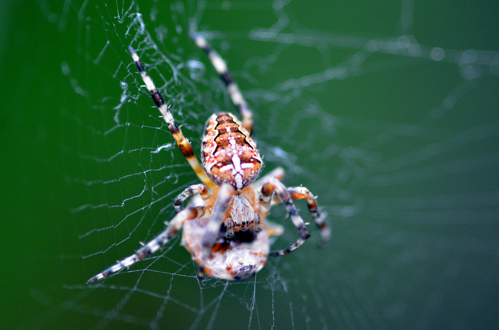 Kreuzspinne im Garten