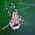 Kreuzspinne im Garten