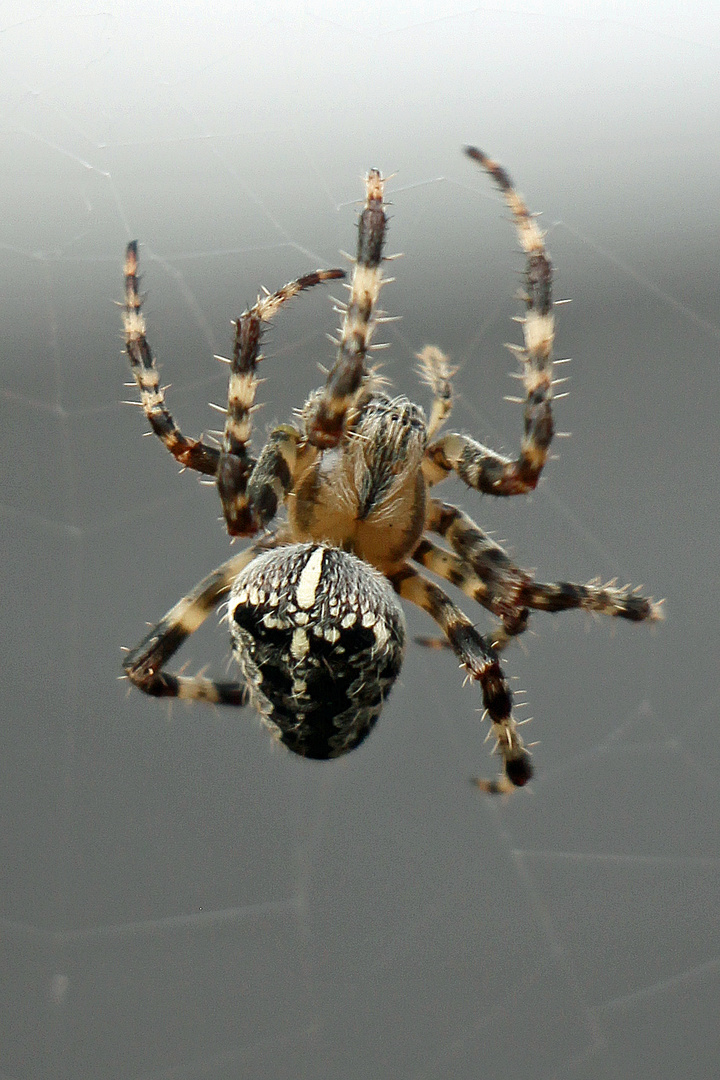 Kreuzspinne im Garten