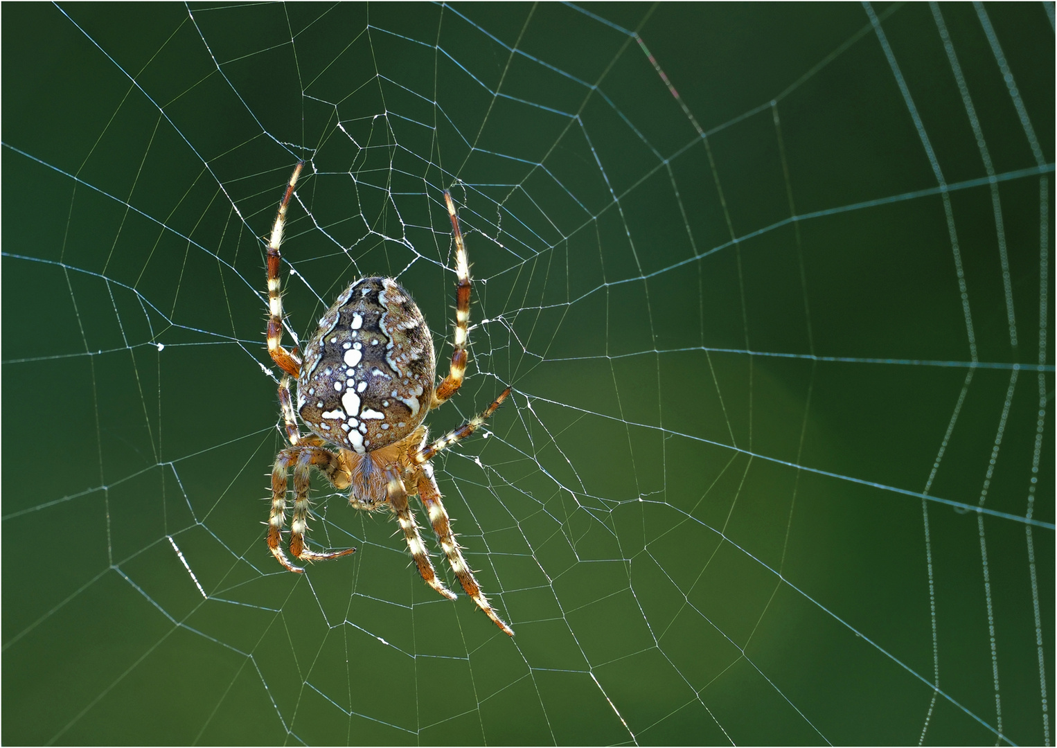 Kreuzspinne  im Gegenlicht