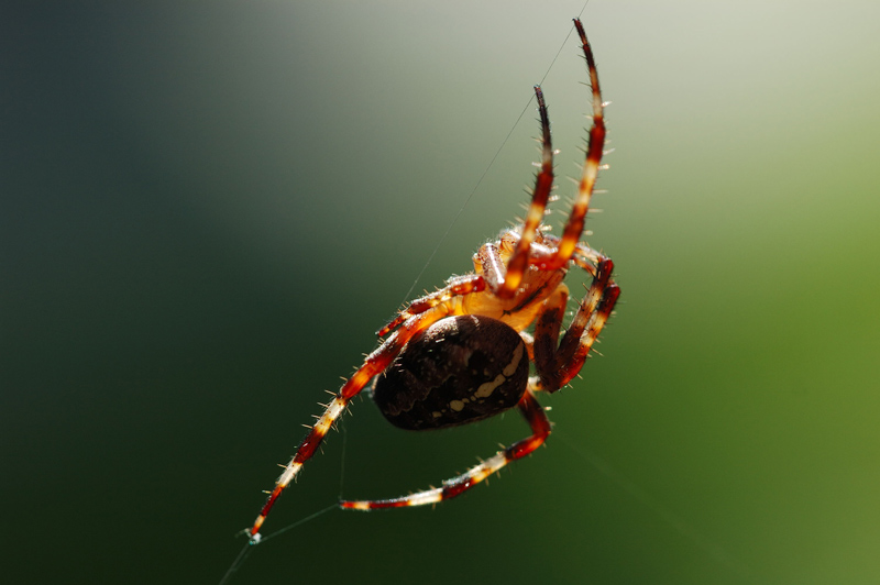 Kreuzspinne im Gegenlicht