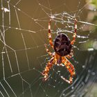 Kreuzspinne im gegenlicht...