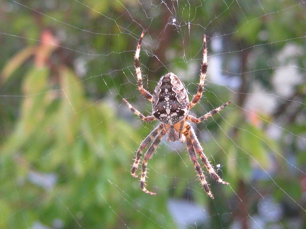 Kreuzspinne im Herbst