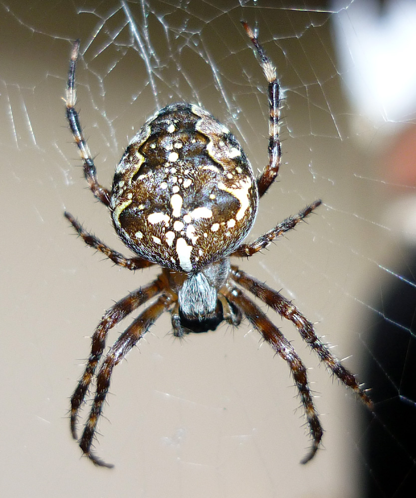 Kreuzspinne im Herbst